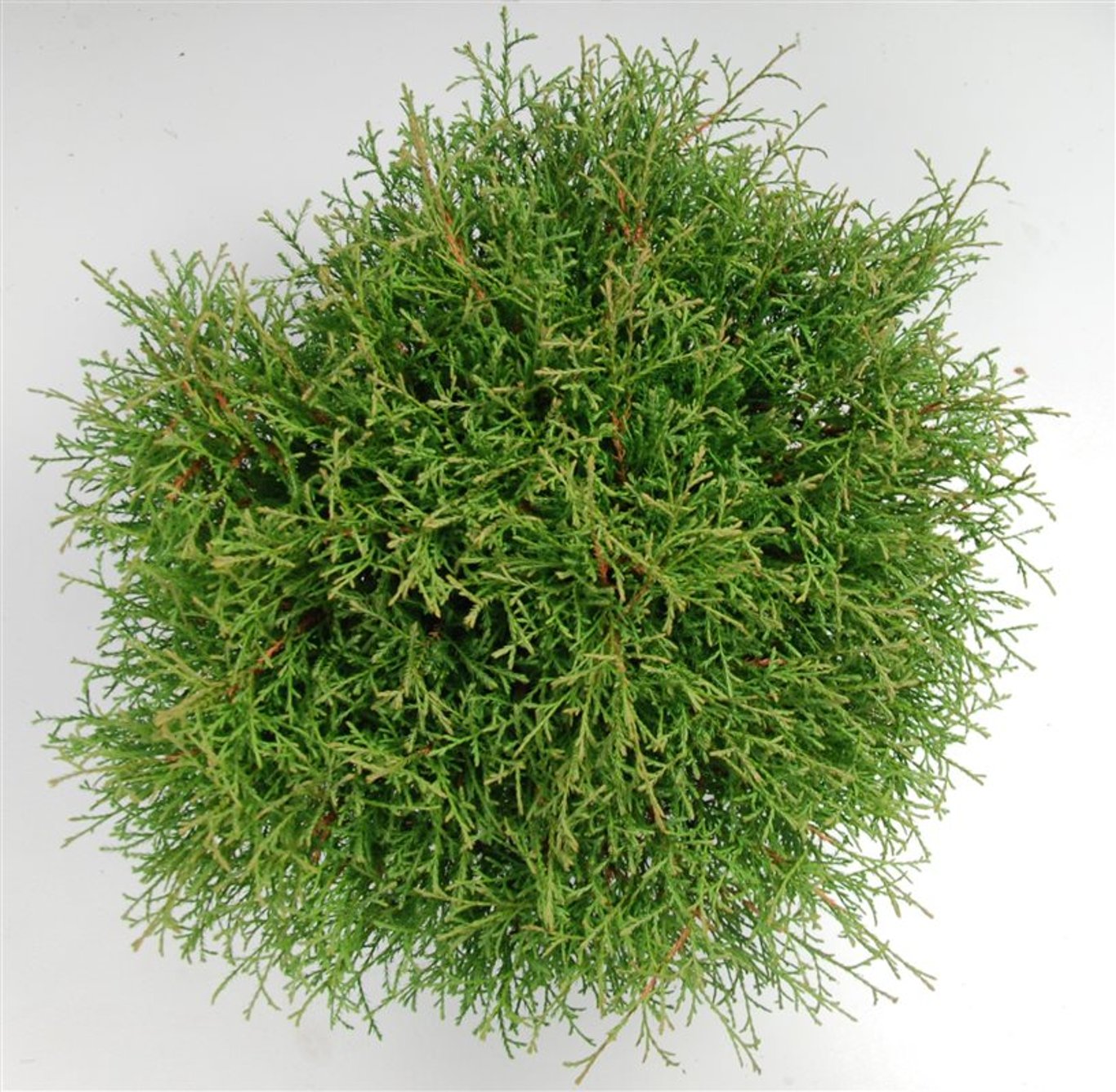 Thuja occ. 'Mr Bowling Ball' - C7.5 40-50 CM